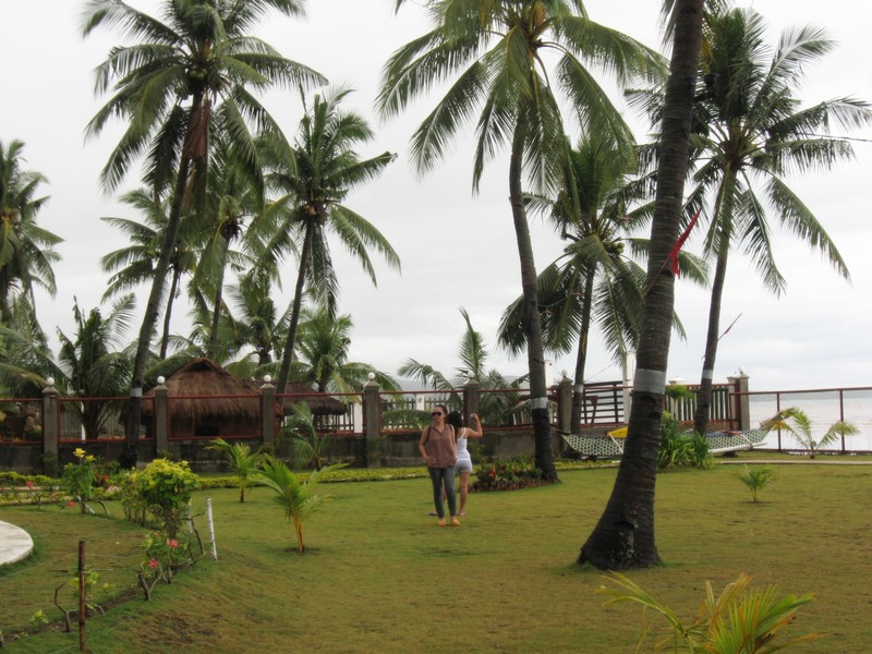 green grass and tall coconut trees