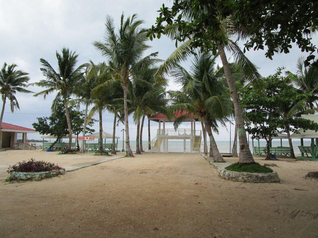 kota fort coconut trees