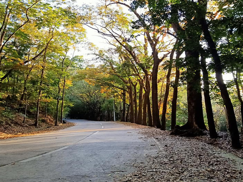 man made forest minglanilla