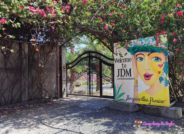 JDM bougainvelleas garden