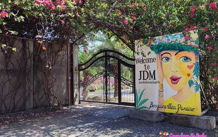 JDM bougainvelleas garden
