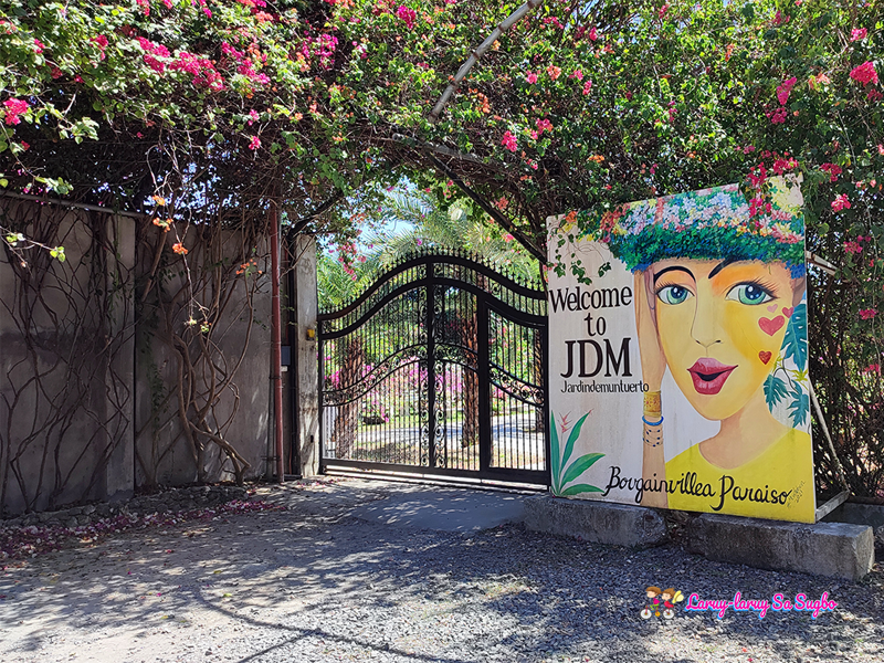 JDM bougainvelleas garden